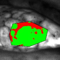 In Vivo Imaging In Vivo Imaging