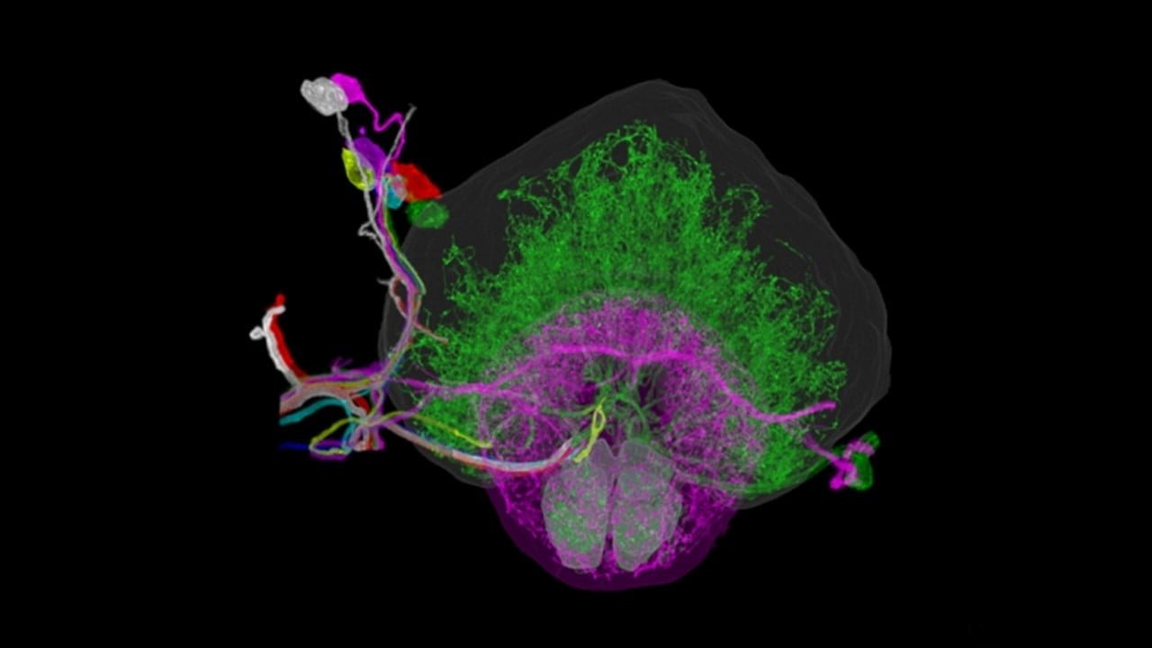 Lattice Light-Sheet Microscopy Maps Brain