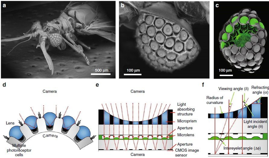 Ultrathin Digital Camera Emulates Insect Eyes