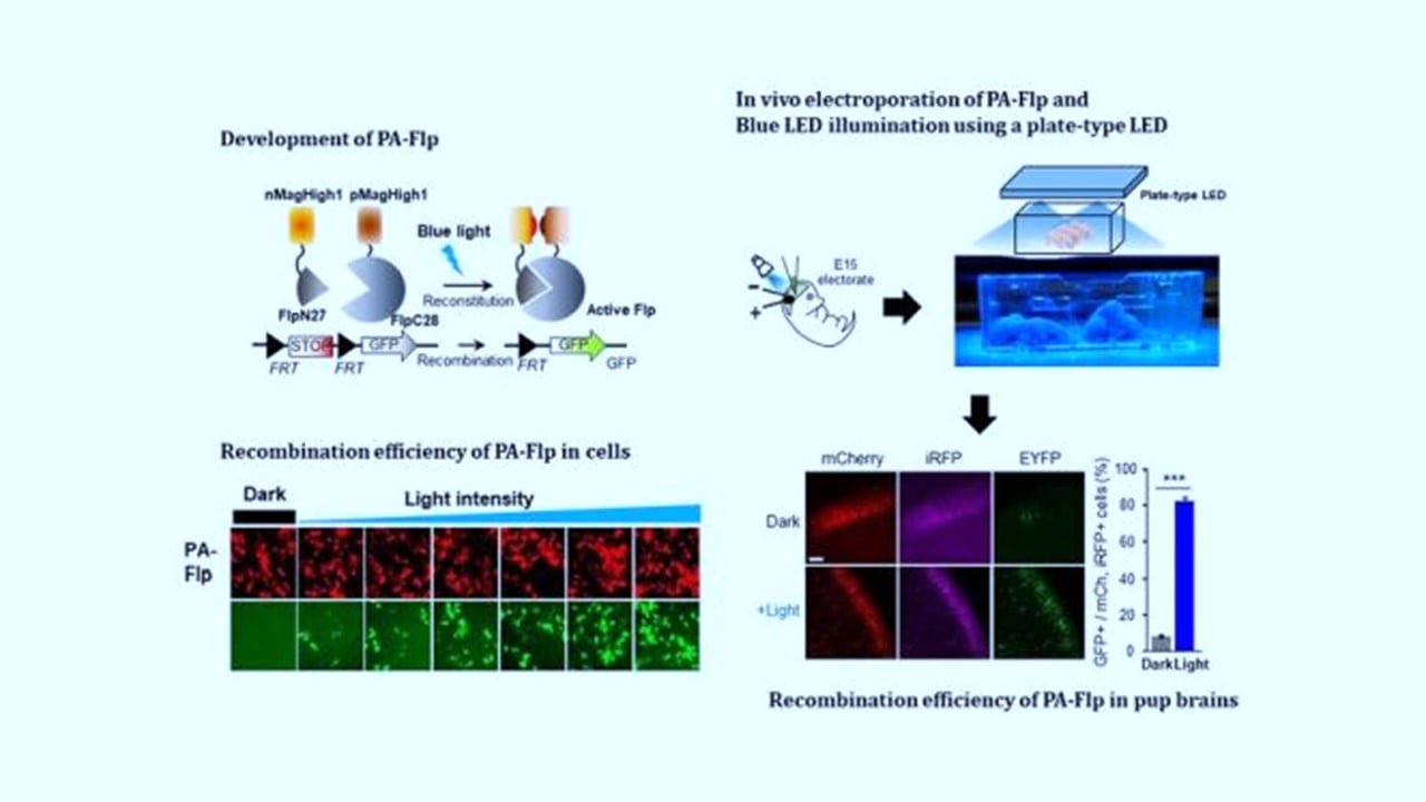 Optogenetic Module Enables Genetic Manipulation